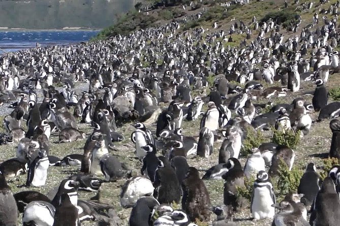 Ushuaia: Beagle Channel Tour to Martillo Island and Walk Among Penguins - Tour Details
