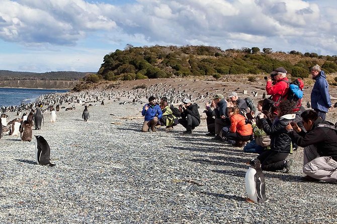 Ushuaia: Beagle Channel Tour to Martillo Island and Walk Among Penguins - Logistics and Timing