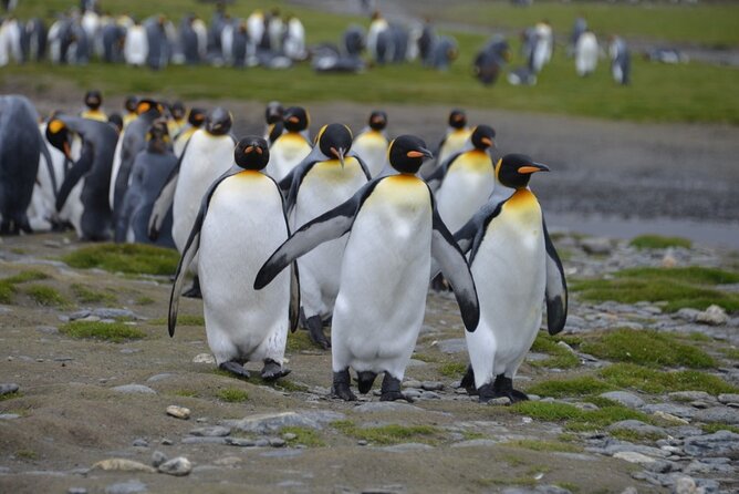 Ushuaia: Beagle Walk Among Penguins Navigation Isla De Lobos - Inclusions and Exclusions