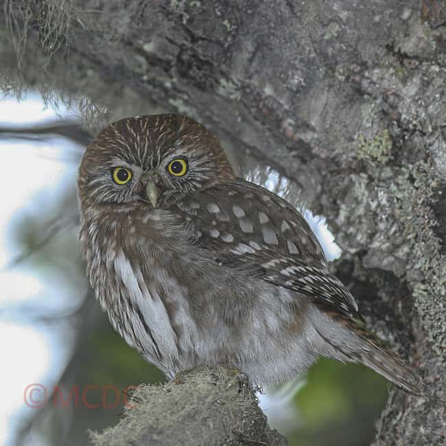 Ushuaia: Birding Tour in Tierra del Fuego National Park - Good To Know