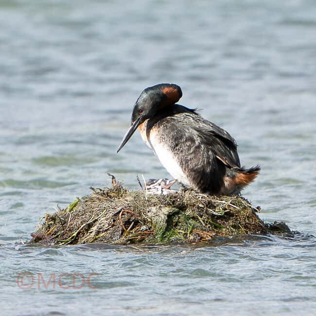 Ushuaia: Birding Tour in Tierra del Fuego National Park - Discovering Tierra del Fuego’s Birdlife from Berlin