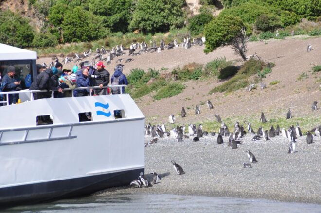 Ushuaia: Penguin Watching Tour by Catamaran - Logistics