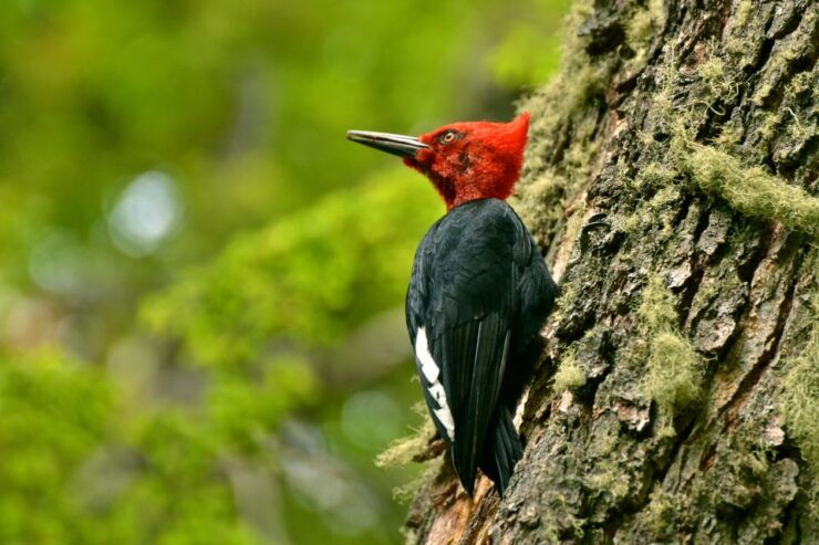 Ushuaia: Tierra Del Fuego National Park Tour With Lunch - Activity Details
