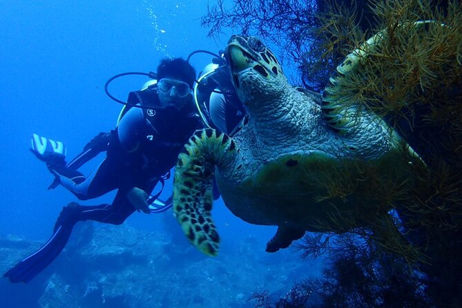 USS Liberty Shipwreck Scuba Diving at Tulamben Bali - Balis Must-Visit Underwater Gem