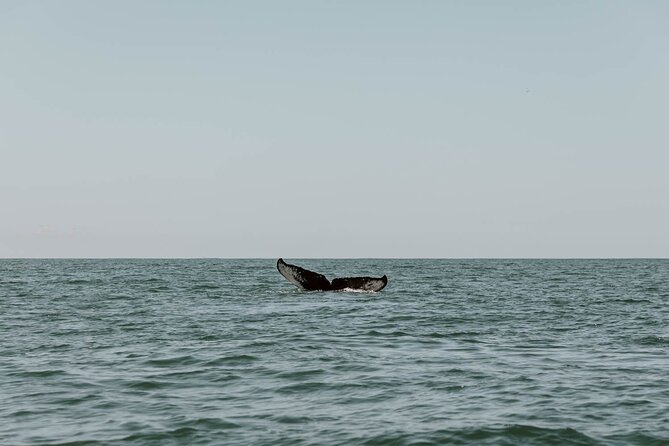 Uvita: Whalewatching Experience in Costa Rica - Pricing and Booking Information