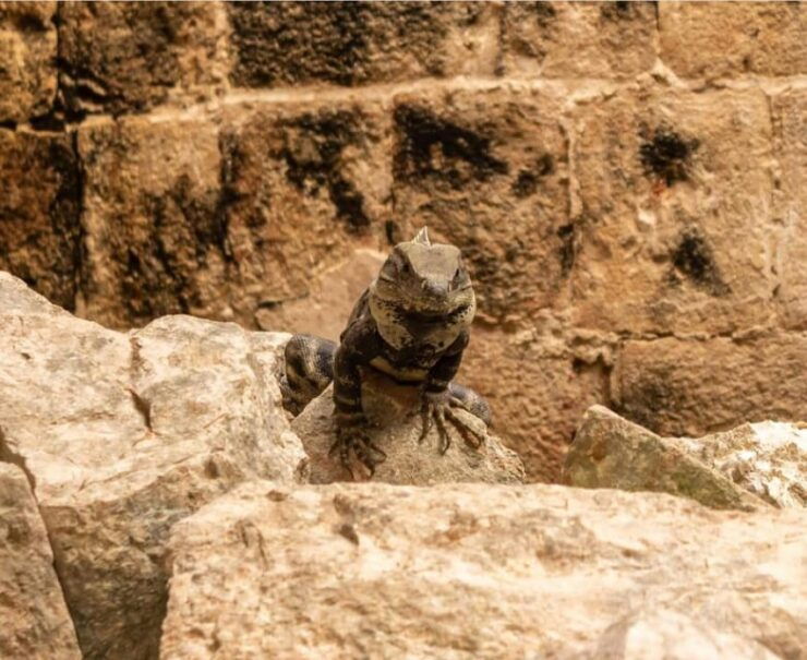 Uxmal and Amazing Cenotes Guided Tour With Lunch From Mérida - Inclusions