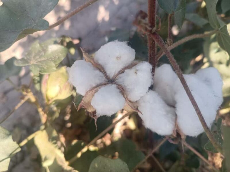 Uzbekistan: Guided Tour to Ancient Towns and Crafts - Final Thoughts: Who Should Consider This Tour?