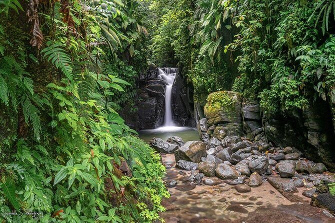 V.I.P North Caribbean deep forest Tour -The Green Martinique - Exploring the Itinerary: What You Can Expect