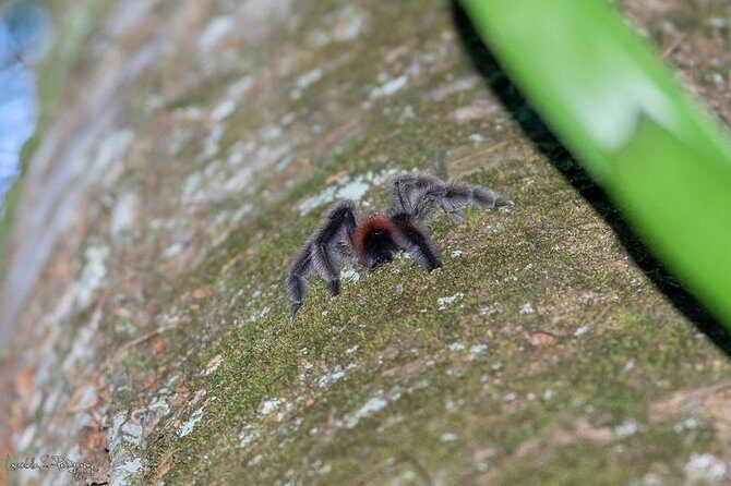 V.I.P North Caribbean deep forest Tour -The Green Martinique - Frequently Asked Questions