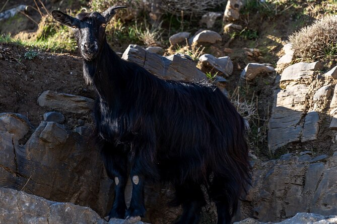 V.I.P. Safari in Krousonas Psiloritis - Terms and Conditions