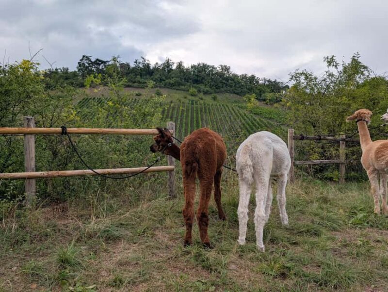 Vaihingen an der Enz: Guided alpaca hiking tour in idyllic countryside - Exploring the Alpaca Hiking Experience in Ensingen