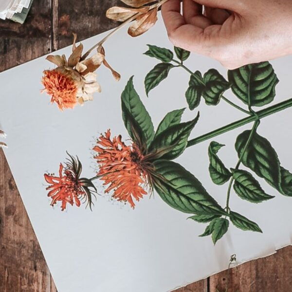 Val Di Fiemme: Learn Watercolor Basics in My 9 H Class! - Studio Practice Information