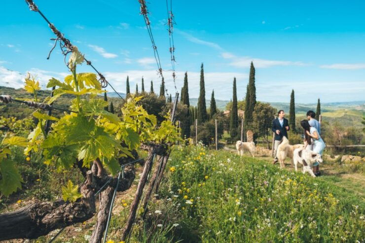 Val D'orcia: Wine and Food Tasting at a Podere - Experience Highlights