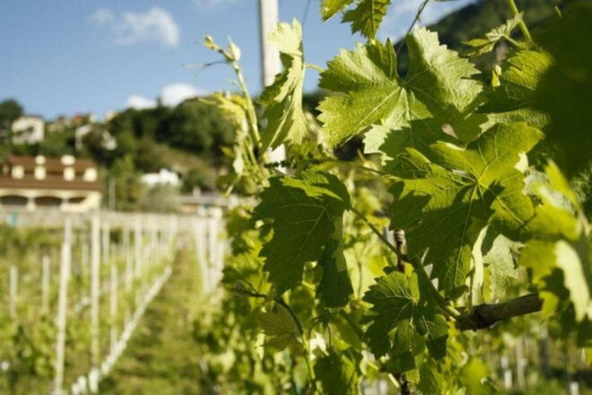 Val Tartano: Sky Bridge Experience With Food & Wine Tasting - Itinerary Highlights