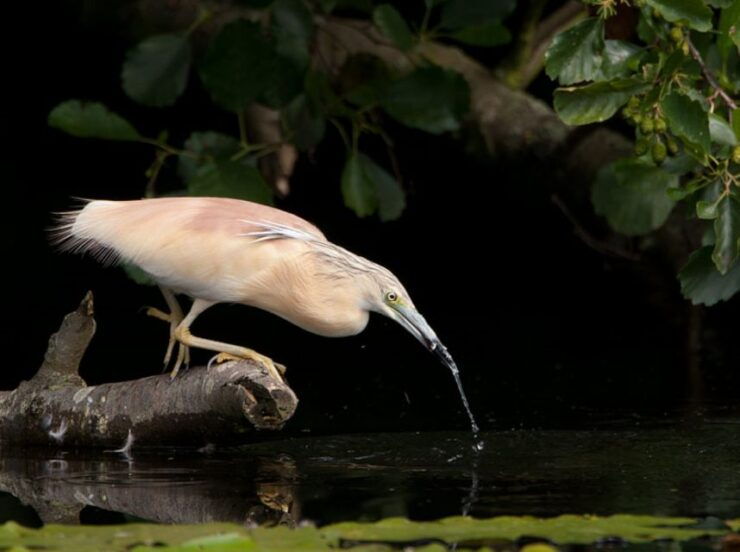 Valada Do Ribatejo: Tejo River Birdwatching Experience - Activity Details