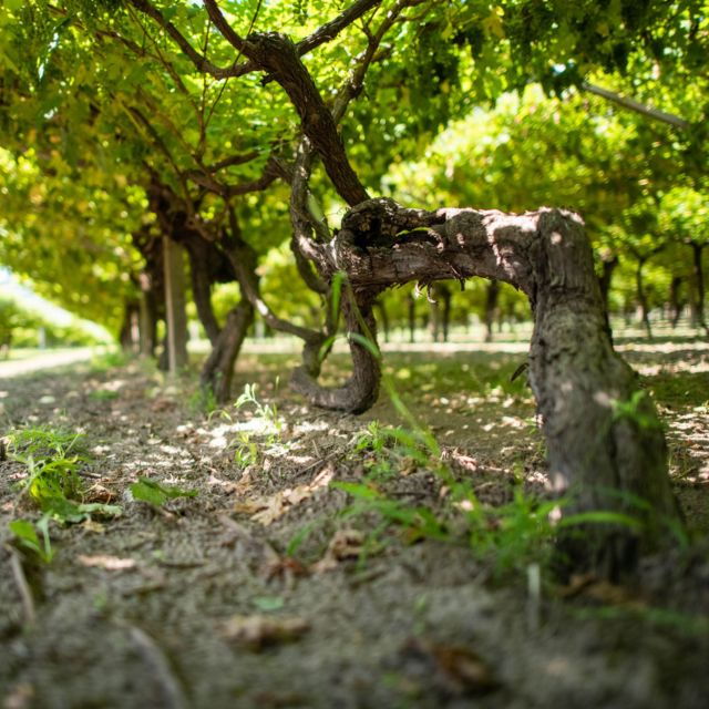 Valdadige: Roeno Guided Tour and Wine Tasting - Tour Details