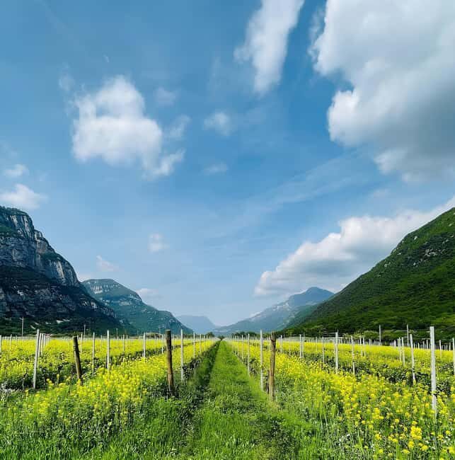 Valdadige: Winery Tour with 4 Wine Tastings - What is the Valdadige Winery Tour?