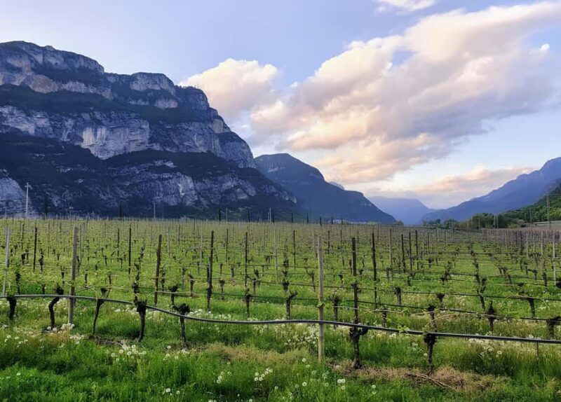 Valdadige: Winery Tour with 4 Wine Tastings - Who Will Love This Tour?