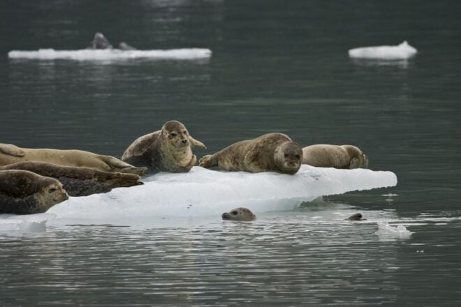 Valdez: 6-Hour Columbia Glacier Cruise - Inclusions