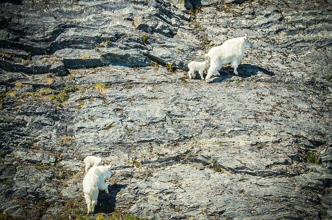 Valdez Glacier View Tour - FAQs