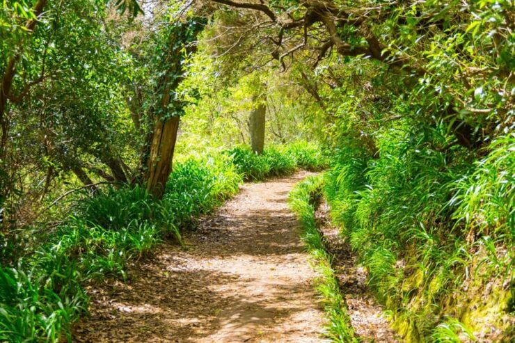 Vale Paraíso Rochão Madeira Island Walk - Itinerary Details