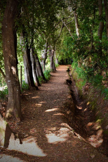 Vale Paraíso Rochão Madeira Island Walk - Experience Highlights