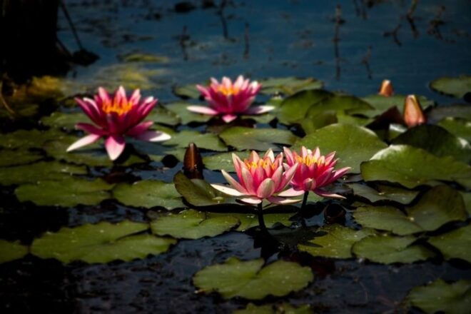 Valeggio: Sigurtà Garden Park Entry W/ Golf Cart Rental - Park Operating Hours and Restrictions