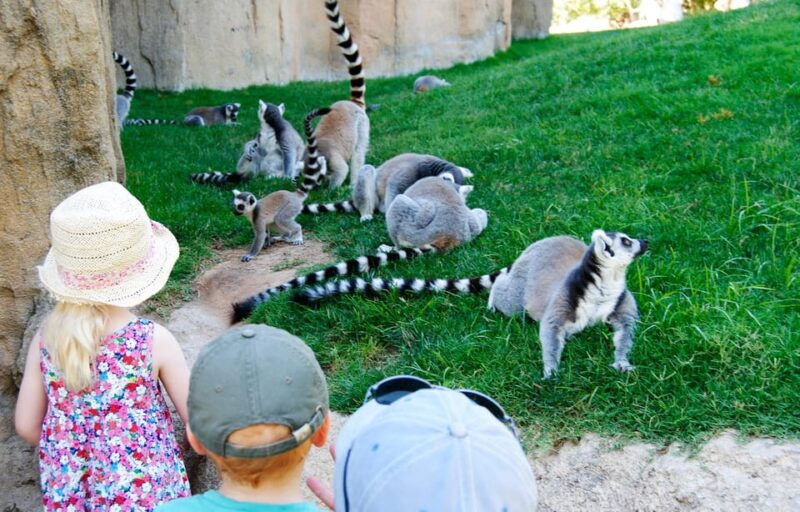 Valencia: Bioparc Valencia Admission Ticket - Good To Know
