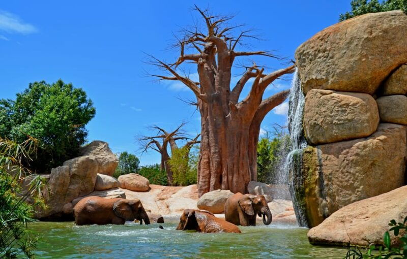 Valencia: Bioparc Valencia Admission Ticket - Visitor Experience