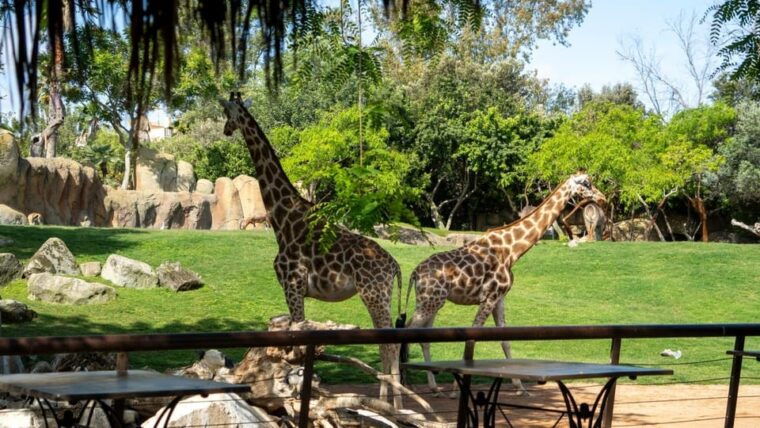 Valencia: Bioparc Valencia Admission Ticket - Exploring the African Ecosystems