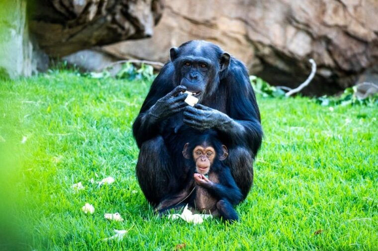 Valencia: Bioparc Valencia Admission Ticket - Encountering Diverse Wildlife