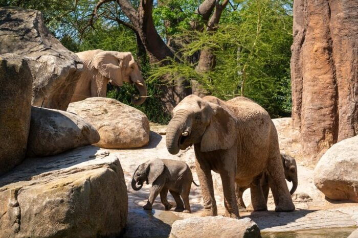 Valencia: Bioparc Valencia Admission Ticket - Frequently Asked Questions