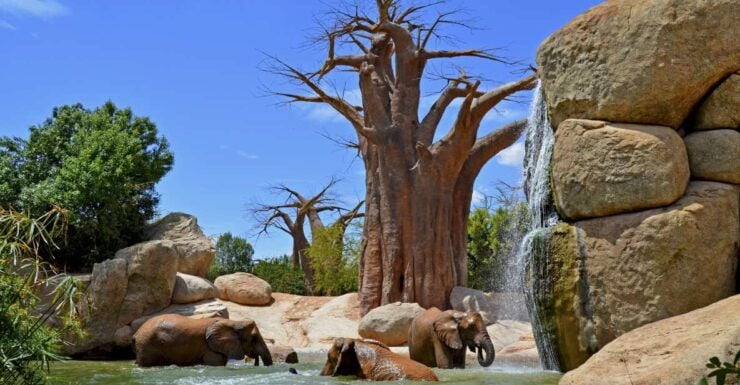 Valencia: Bioparc Valencia Admission Ticket - Ticket Details and Information