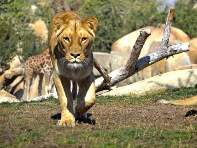 Valencia: Bioparc Valencia Admission Ticket - Full Description of Bioparc Valencia