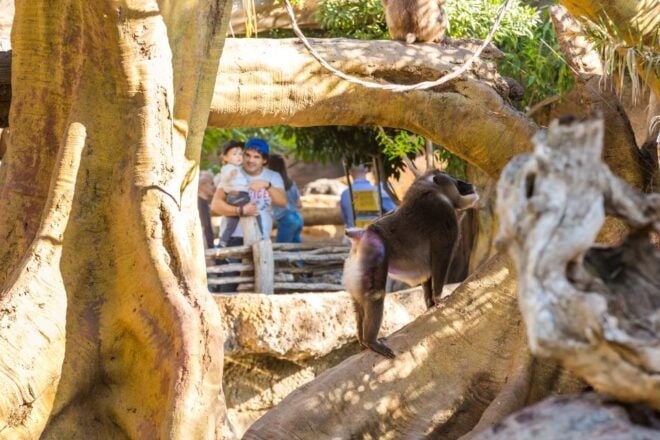 Valencia: Bioparc Valencia Admission Ticket - Inclusions and Logistics