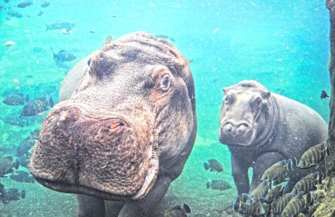 Valencia: Bioparc Valencia Admission Ticket - Important Information and Rules