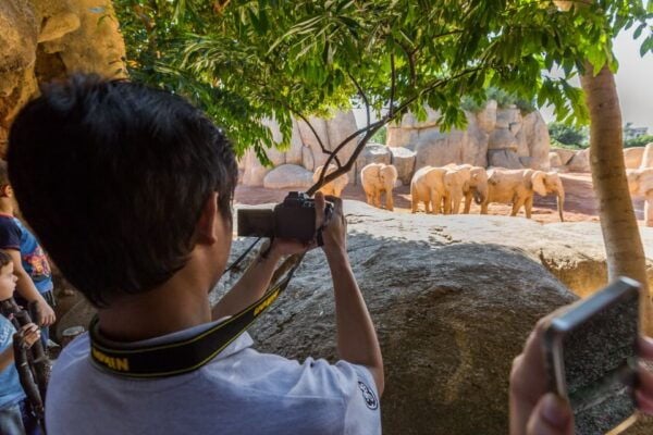 Valencia: Bioparc Valencia Admission Ticket - Common Questions