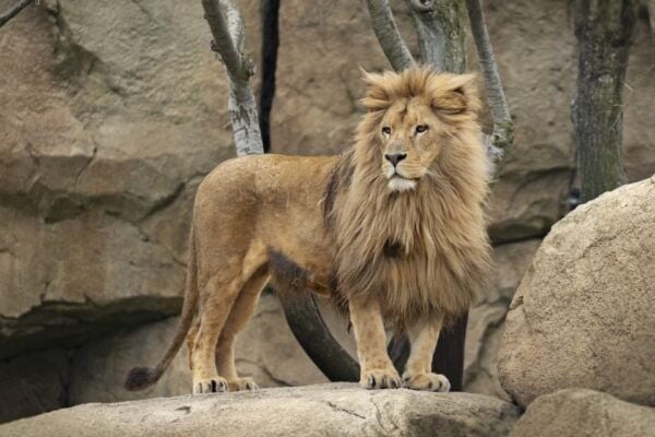 Valencia: Bioparc Valencia Admission Ticket - The Sum Up