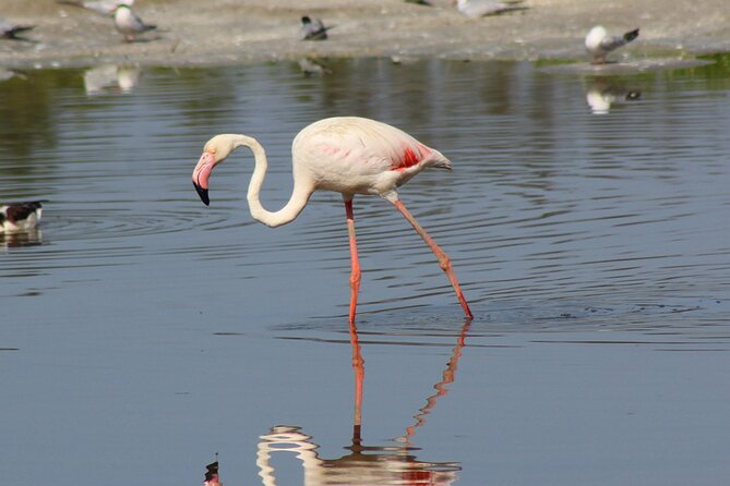 Valencia: Jeep Tour Albufera Park - Tour Details