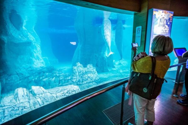 Valencia: Oceanogràfic Entry Ticket - Common Questions