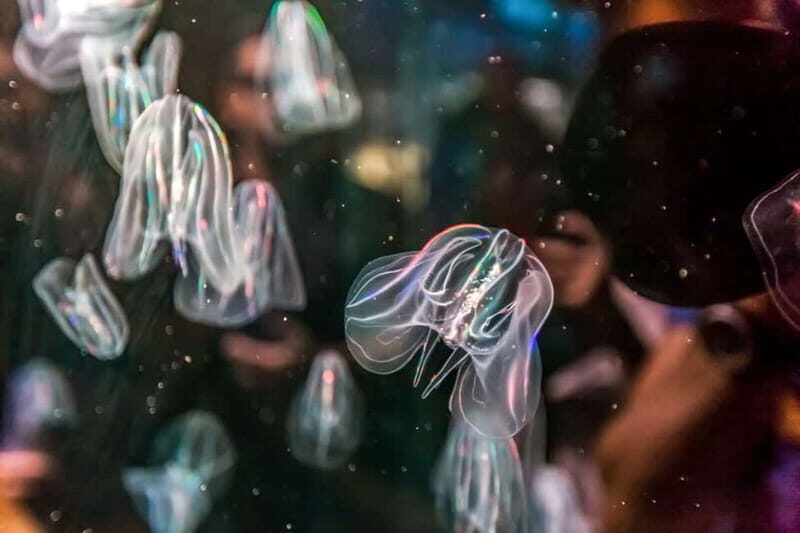 Valencia Oceanogràfic Entry with Backstage tour in Spanish - Final Thoughts