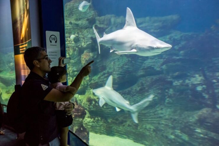 Valencia: Oceanografic, Hemisferic & Science Museum Combos - Highlights of the Attractions