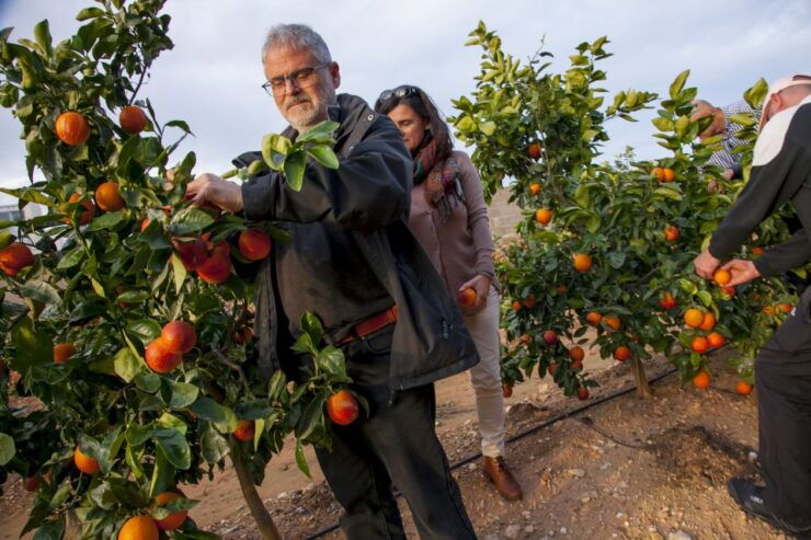 Valencia: Orange Farm and Orchard Trip With Tastings - Activity Details
