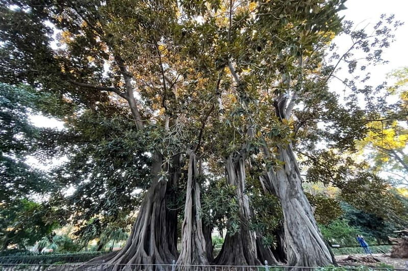 Valencia Parks: Private Tour on Bicycle, E-Bike or E-Step - Authentic Experiences: What Tour Reviewers Say