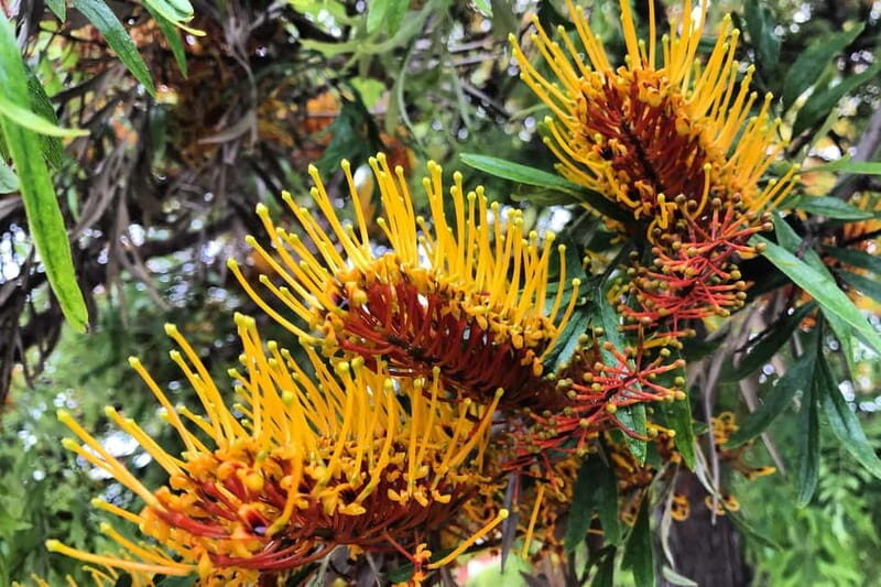 Valencia Parks: Private Tour on Bicycle, E-Bike or E-Step - FAQs