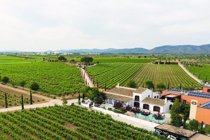 Valencia: Vineyard Tour With Local Wine Tasting & Appetizer - Itinerary Details