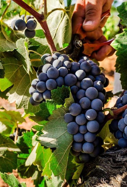 Valencia: Vineyard Tour With Local Wine Tasting & Appetizer - Common Questions
