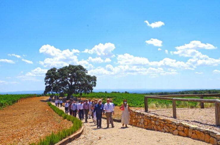 Valencia: Winery Visit With Vineyard Tour & Wine Tasting - Experience Details