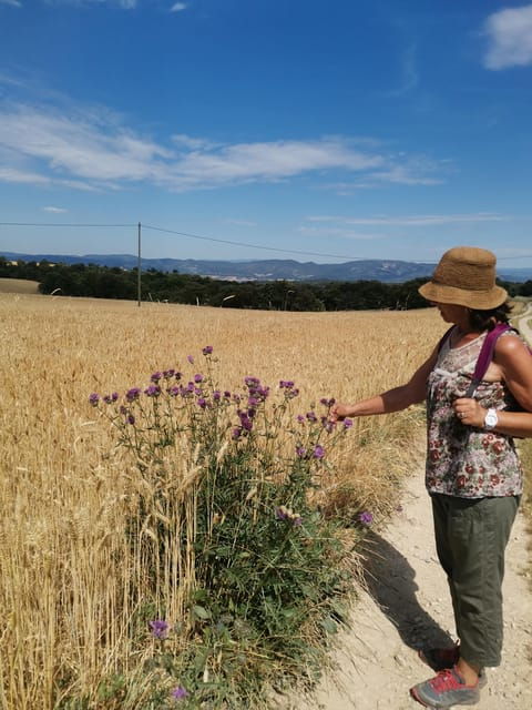 Valensole: Visit of a Winery and Lavender Farm - Frequently Asked Questions