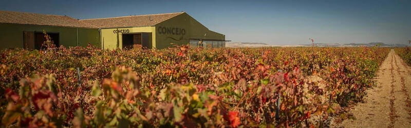 Valladolid: Concejo Bodegas - The Value and Who It’s Perfect For